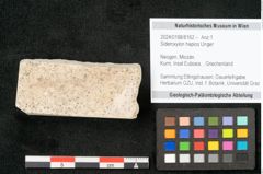 Foto (Objekt + Etikett) von Sideroxylon hepios Unger (NHMW-GEO-2024-0188-8162)